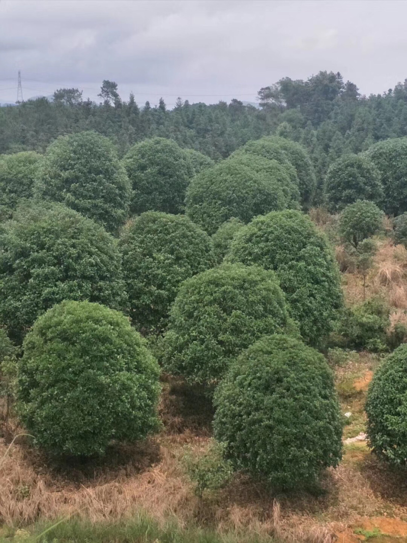 桂花树大量供应地苗假植容器苗占地桂花树，具体需要请联系