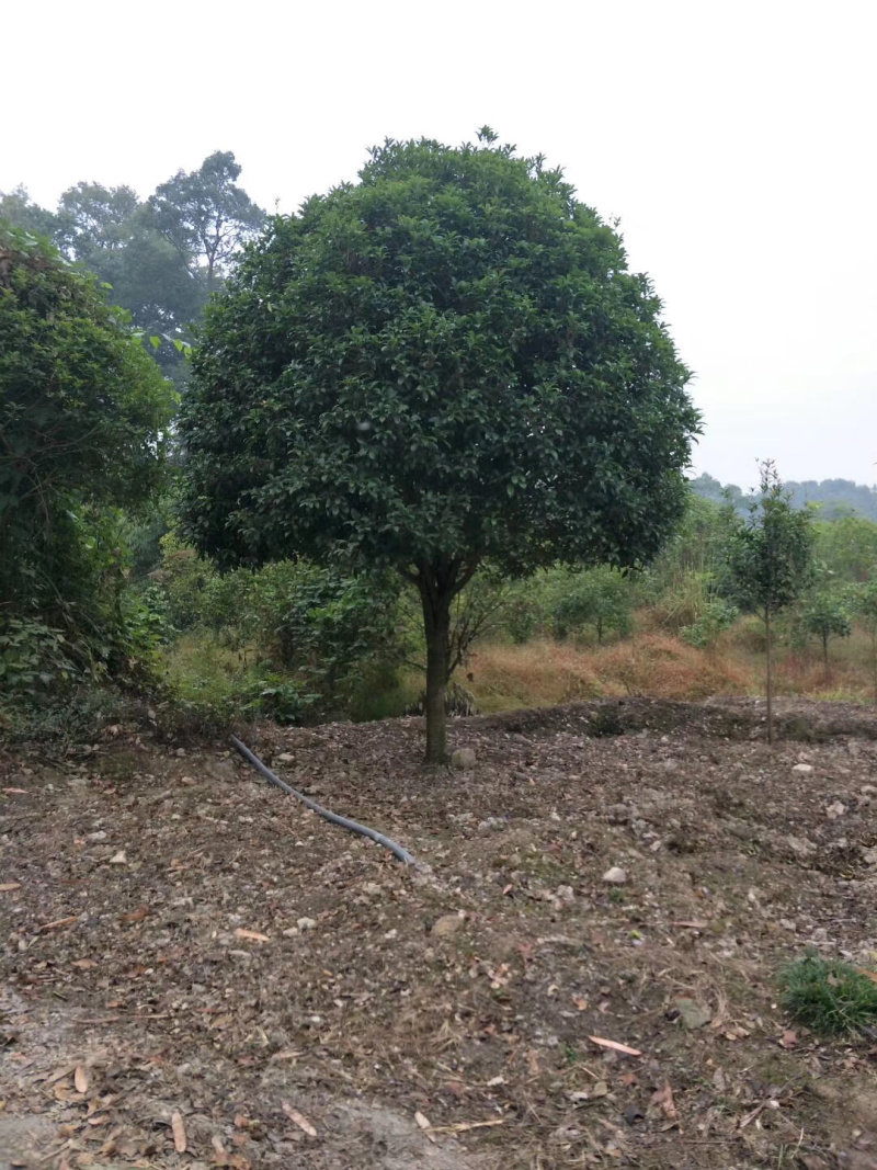 桂花树大量供应地苗假植容器苗占地桂花树，具体需要请联系