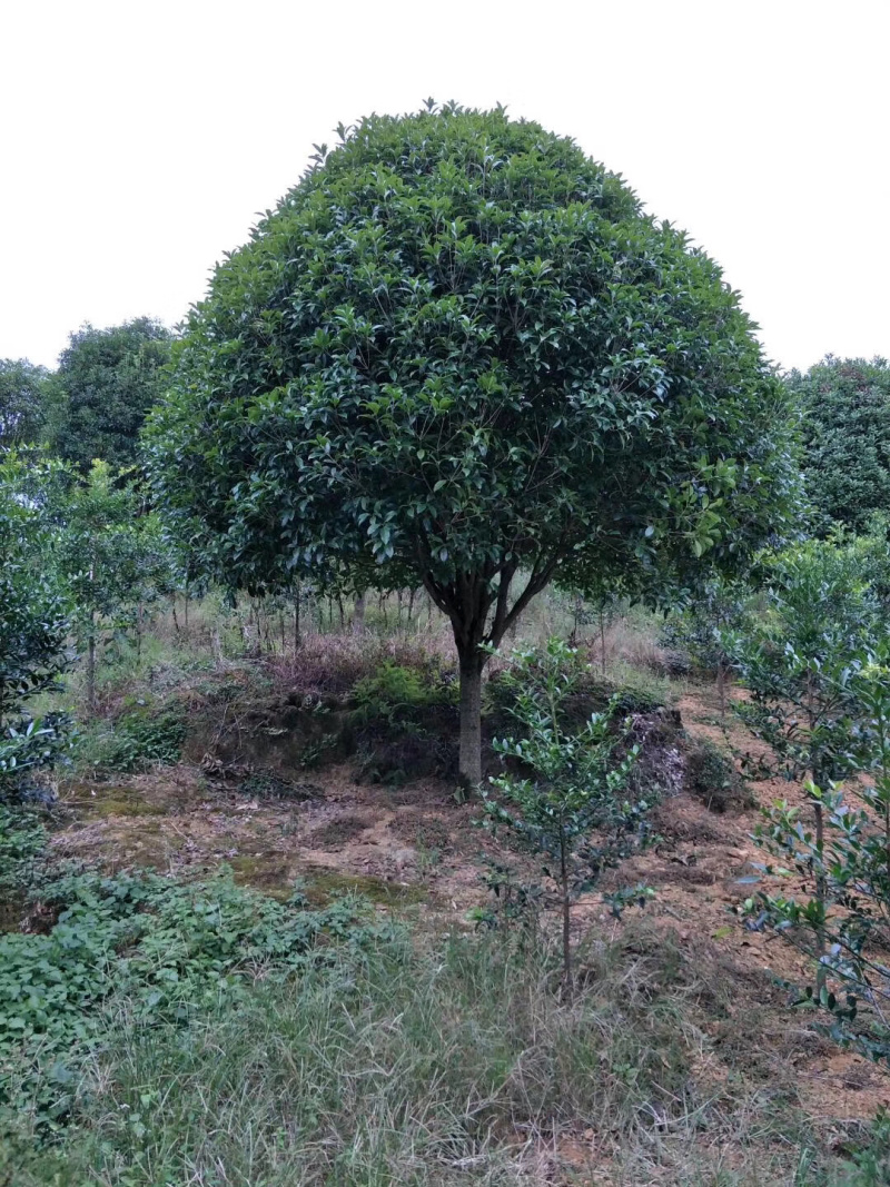 桂花树大量供应地苗假植容器苗占地桂花树，具体需要请联系