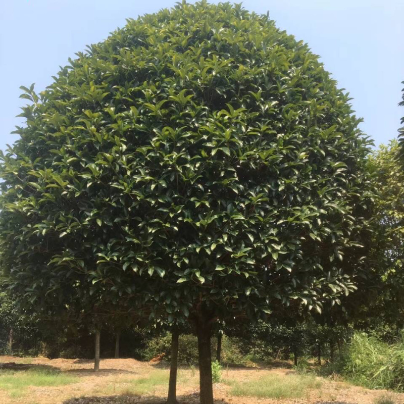 桂花树大量供应地苗假植容器苗占地桂花树，具体需要请联系