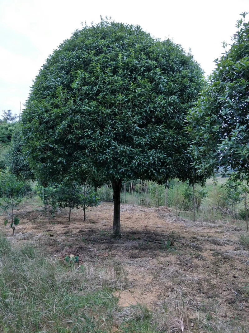 桂花树大量供应地苗假植容器苗占地桂花树，具体需要请联系