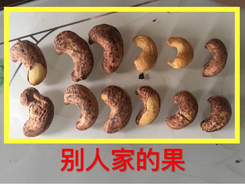 2021年3月新果特大靓货越南盐焗腰果厂家直销