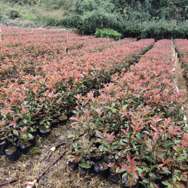 红叶石楠杯苗大量供应30以上的规格，需要请联系详谈价格。