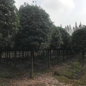 精品桂花树地苗容器苗占地桂花大量供应具体需要请联系详谈