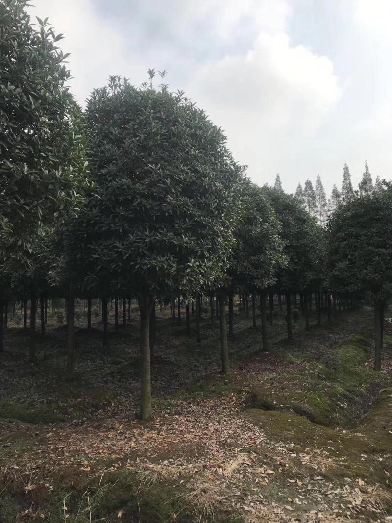 精品桂花树地苗容器苗占地桂花大量供应具体需要请联系详谈