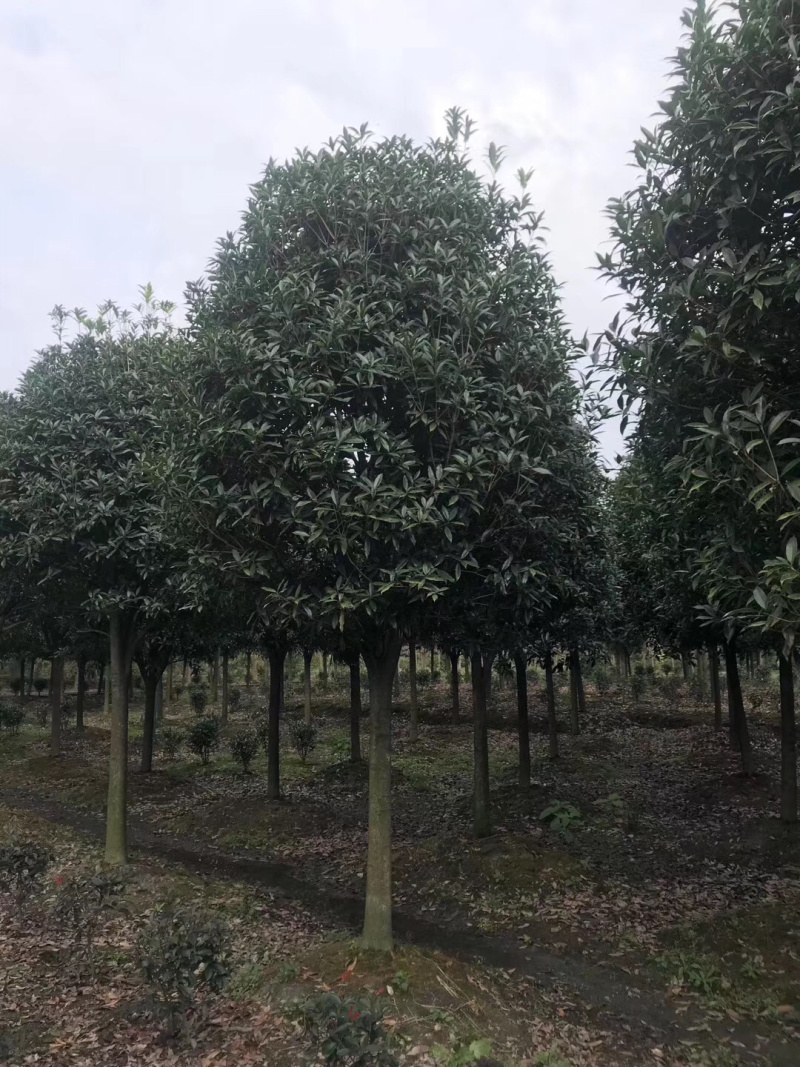 精品桂花树地苗容器苗占地桂花大量供应具体需要请联系详谈