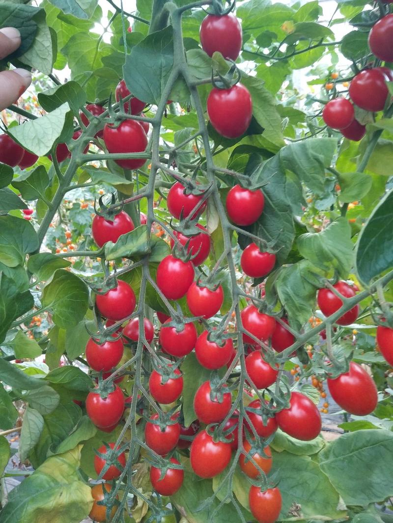 口感型小红番茄种子-樱桃小番西红柿种子