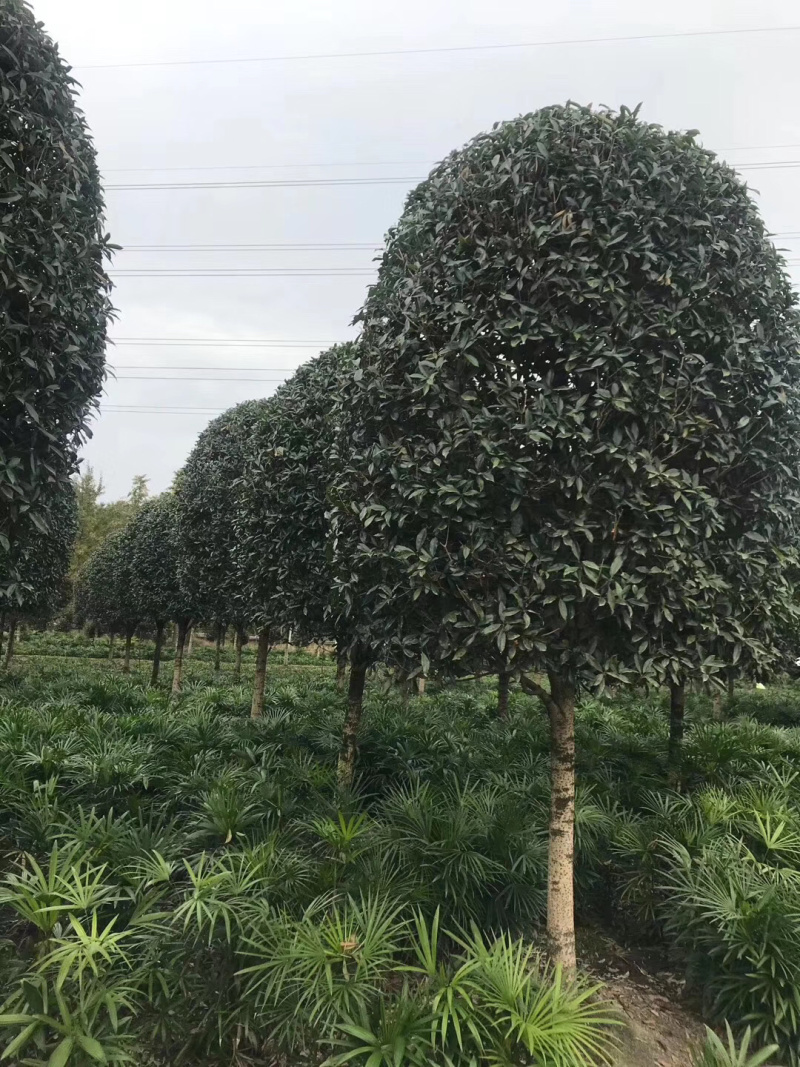 精品桂花树地苗容器苗占地桂花大量供应具体需要请联系详谈