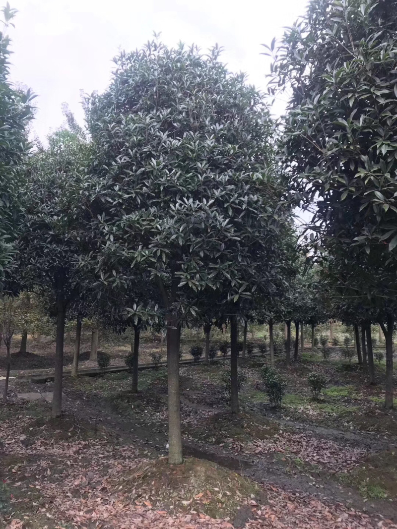 精品桂花树地苗容器苗占地桂花大量供应具体需要请联系详谈