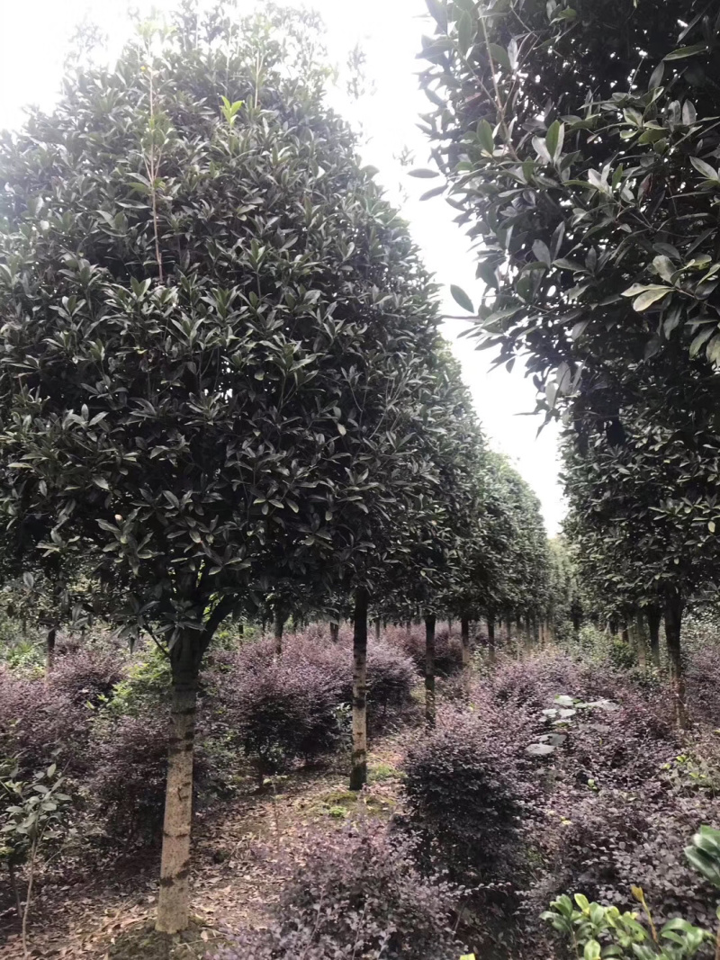 精品桂花树地苗容器苗占地桂花大量供应具体需要请联系详谈