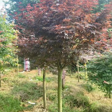 红枫日本红枫三季公分地苗布袋苗都有，规格不同价格不同面议