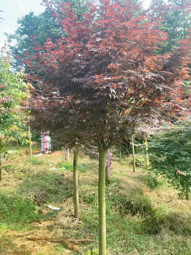红枫日本红枫三季公分地苗布袋苗都有，规格不同价格不同面议