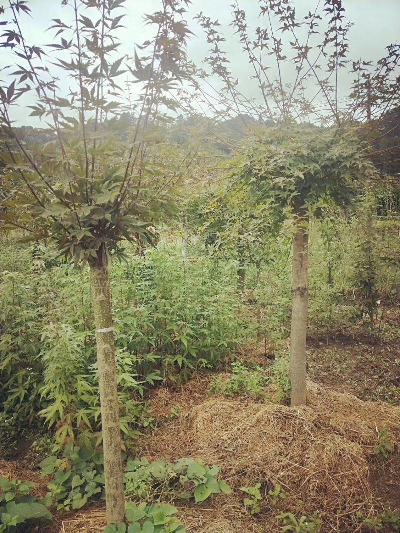 红枫日本红枫三季公分地苗布袋苗都有，规格不同价格不同面议