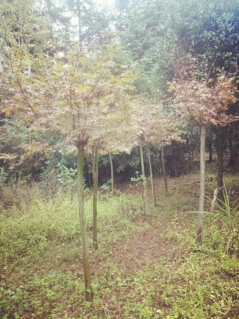 红枫日本红枫三季公分地苗布袋苗都有，规格不同价格不同面议