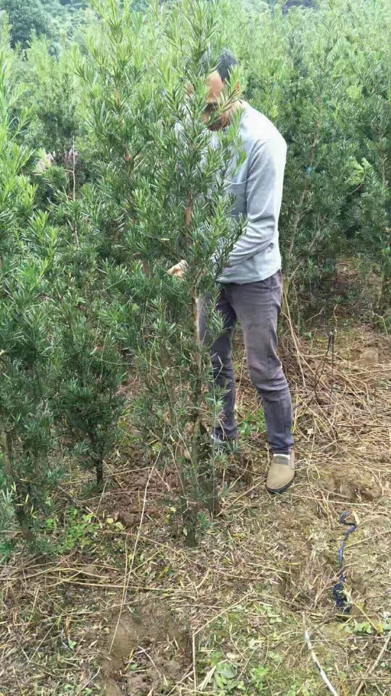 红枫日本红枫三季公分地苗布袋苗都有，规格不同价格不同面议