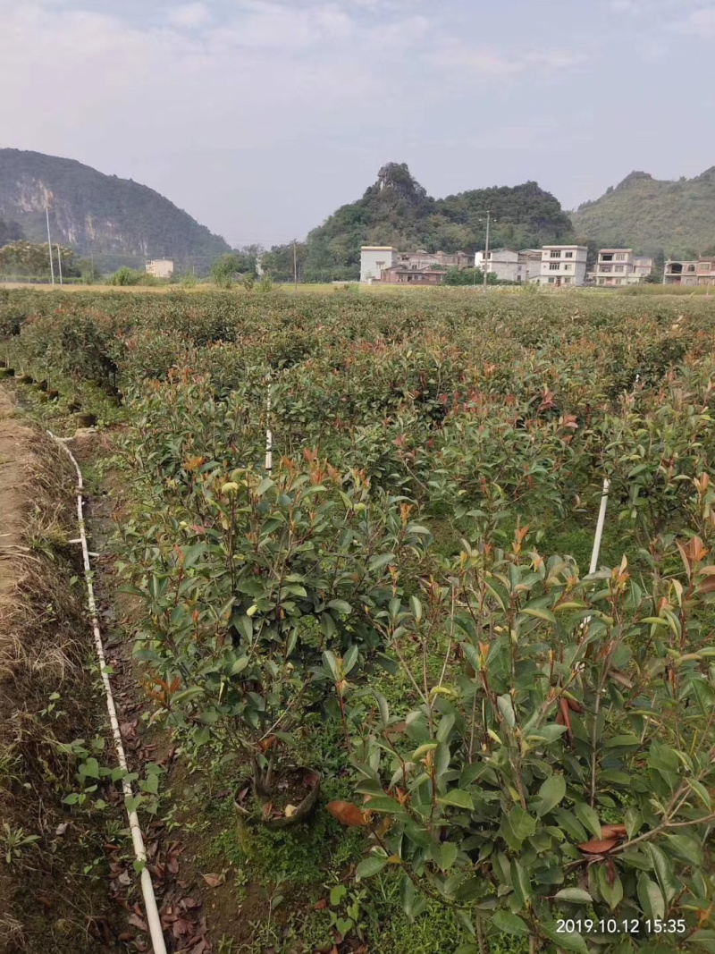 红叶石楠大量供应中，具体需要请联系详谈。