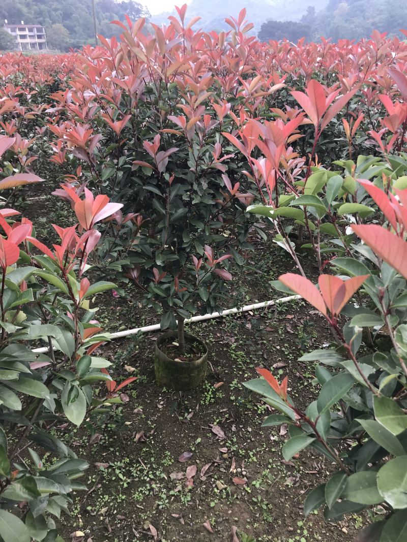 红叶石楠篱笆苗高度1.5-1.8冠幅70以上大量供应面议