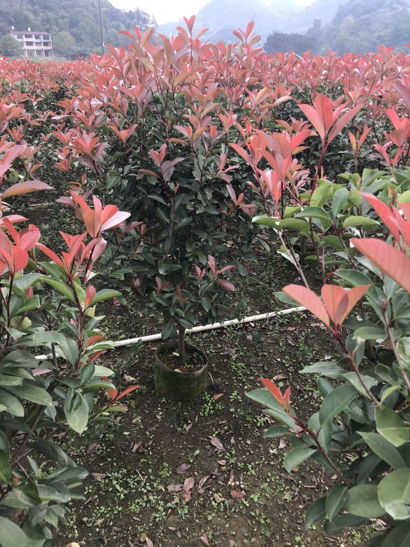 红叶石楠篱笆苗高度1.5-1.8冠幅70以上大量供应面议