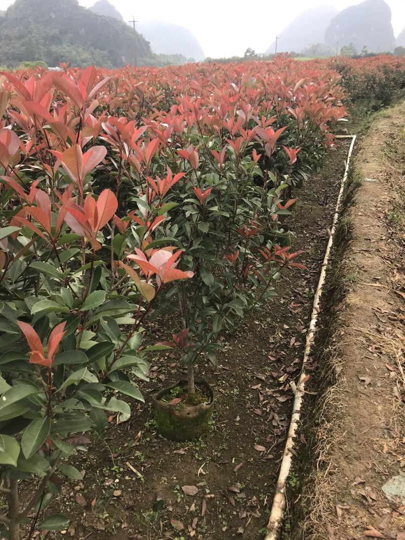 红叶石楠篱笆苗高度1.5-1.8冠幅70以上大量供应面议