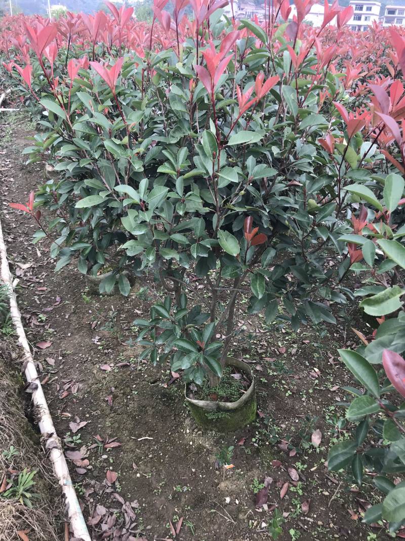 红叶石楠篱笆苗高度1.5-1.8冠幅70以上大量供应面议