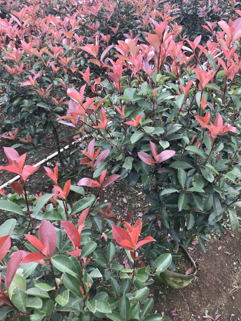 红叶石楠篱笆苗高度1.5-1.8冠幅70以上大量供应面议