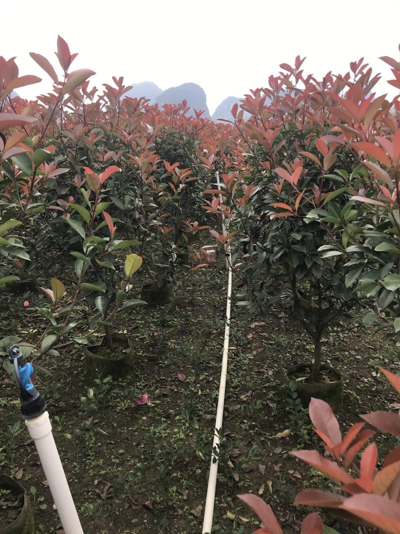 红叶石楠篱笆苗高度1.5-1.8冠幅70以上大量供应面议