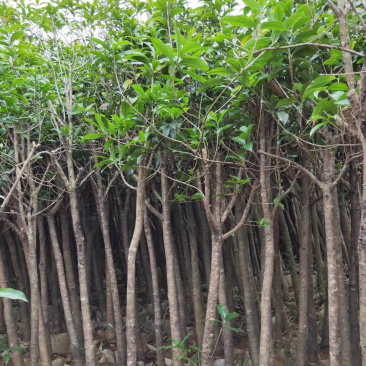 桂花树袋苗大量供应具体需要什么规格请联系面议详谈。