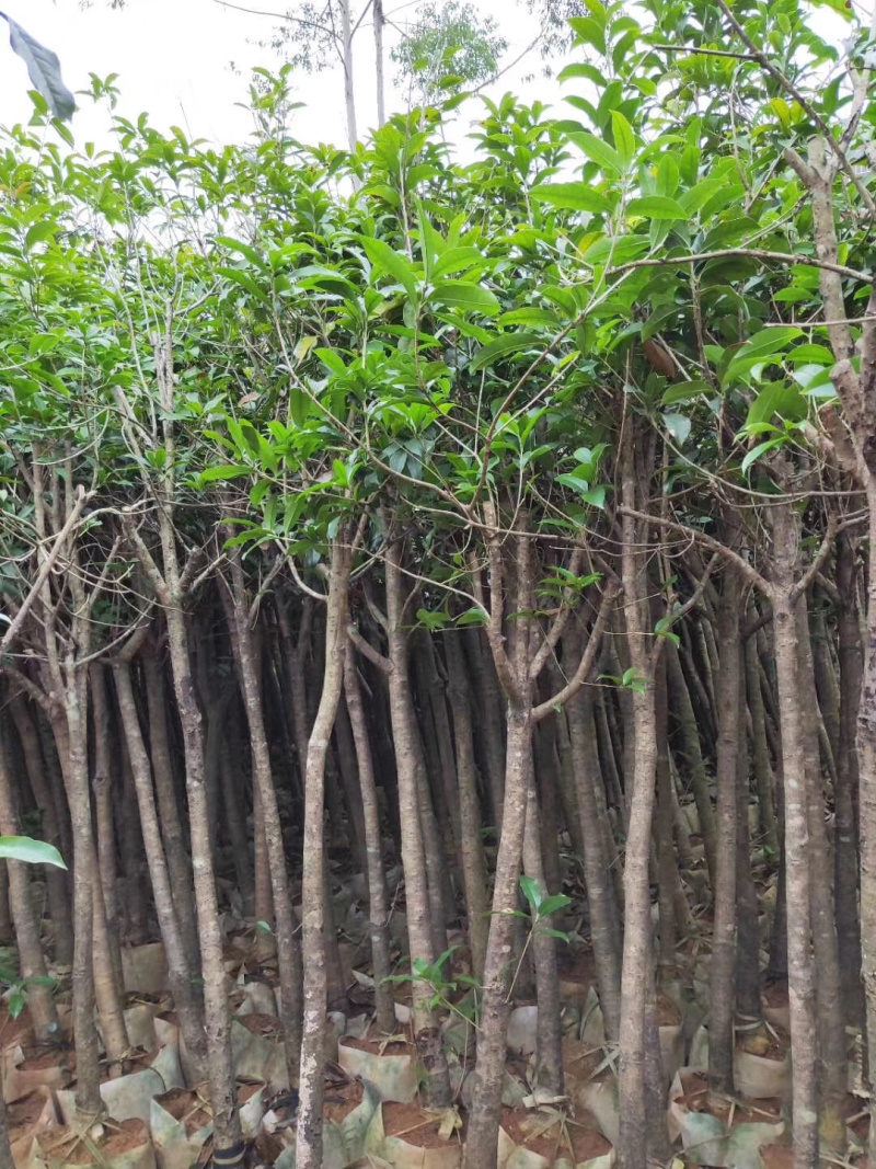 桂花树袋苗大量供应具体需要什么规格请联系面议详谈。