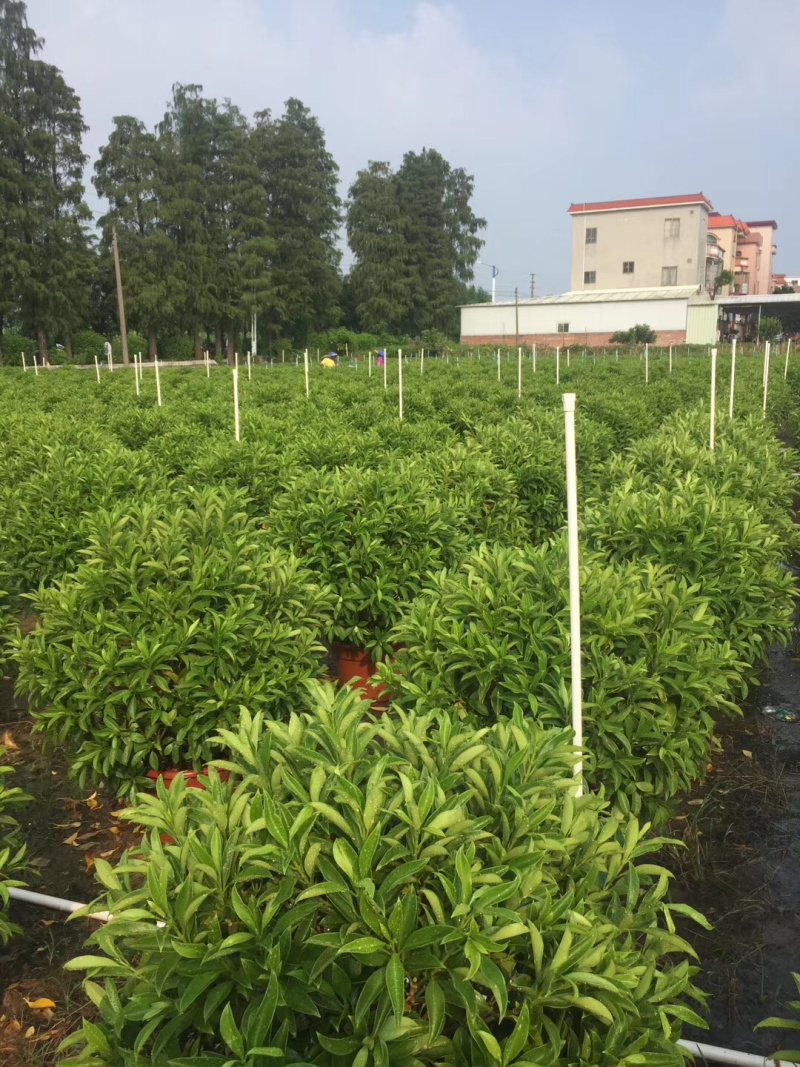 非洲茉莉大量供应中具体需要请联系详谈。