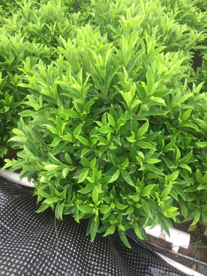 非洲茉莉大量供应中具体需要请联系详谈。