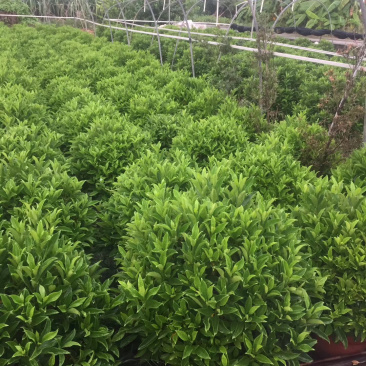 非洲茉莉大量供应中具体需要请联系详谈。