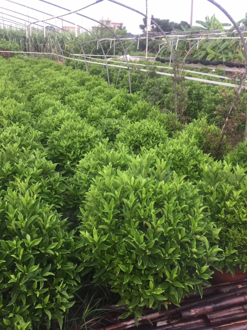 非洲茉莉大量供应中具体需要请联系详谈。