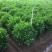 非洲茉莉大量供应中具体需要请联系详谈。