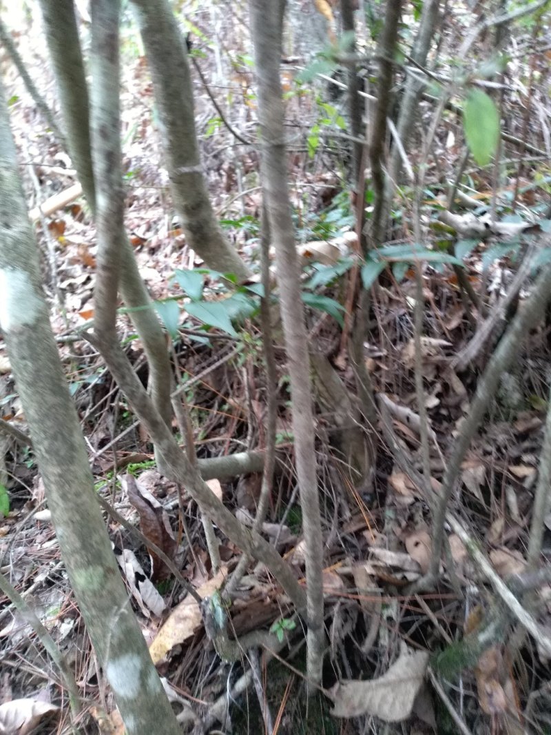 野生映山红桩产地直供