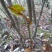 野生映山红桩产地直供