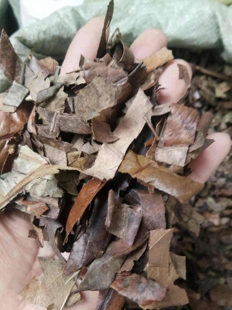 枇杷叶干净无杂生~蜜批发零售包邮
