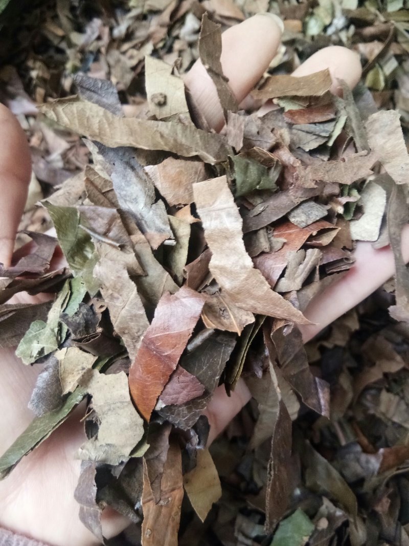 枇杷叶干净无杂生~蜜批发零售包邮