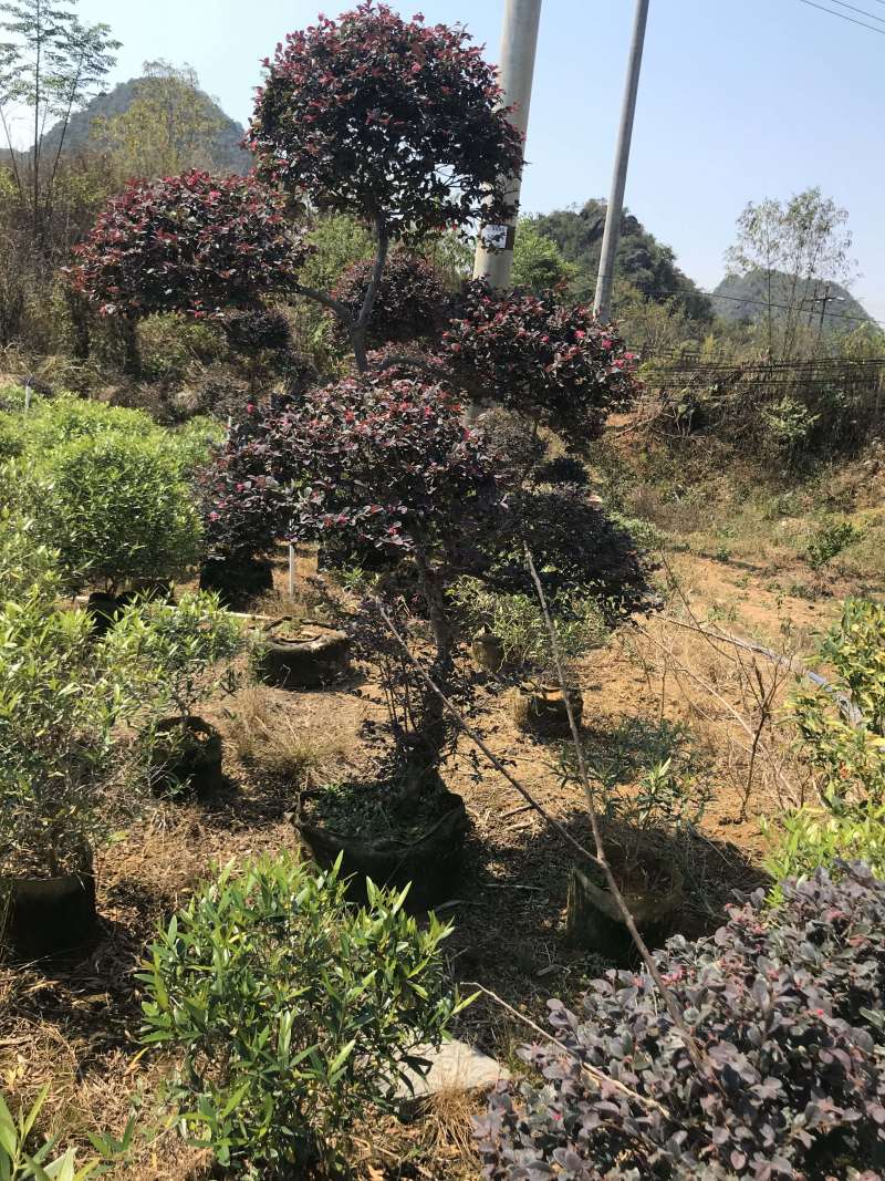 红继木造型布袋苗，大量供应，需要请面议详谈