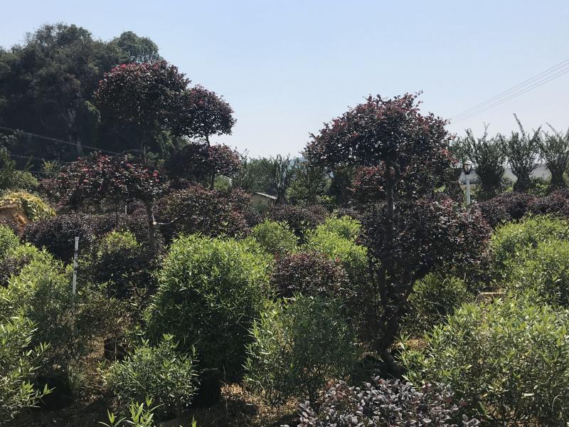 红继木造型布袋苗，大量供应，需要请面议详谈