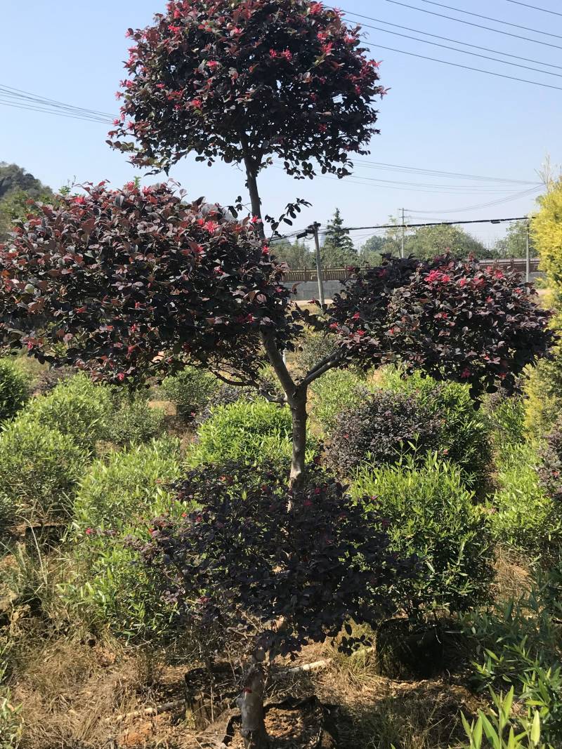 红继木造型布袋苗，大量供应，需要请面议详谈