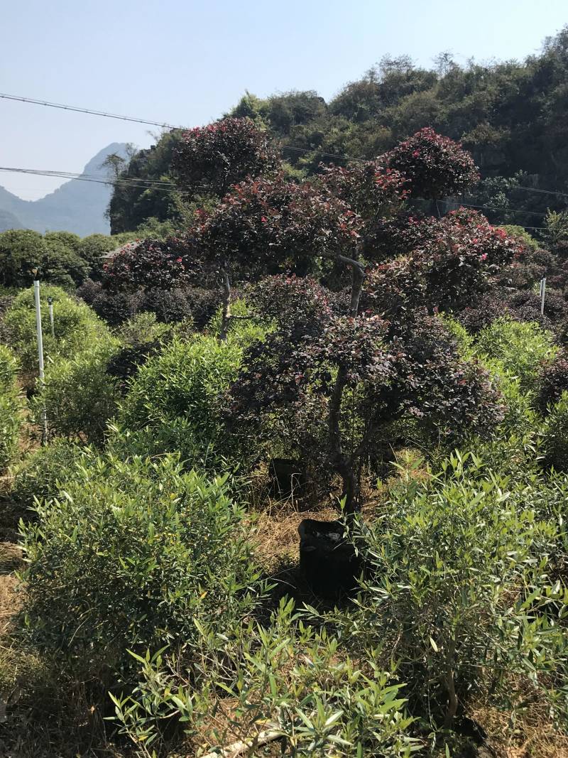 红继木造型布袋苗，大量供应，需要请面议详谈