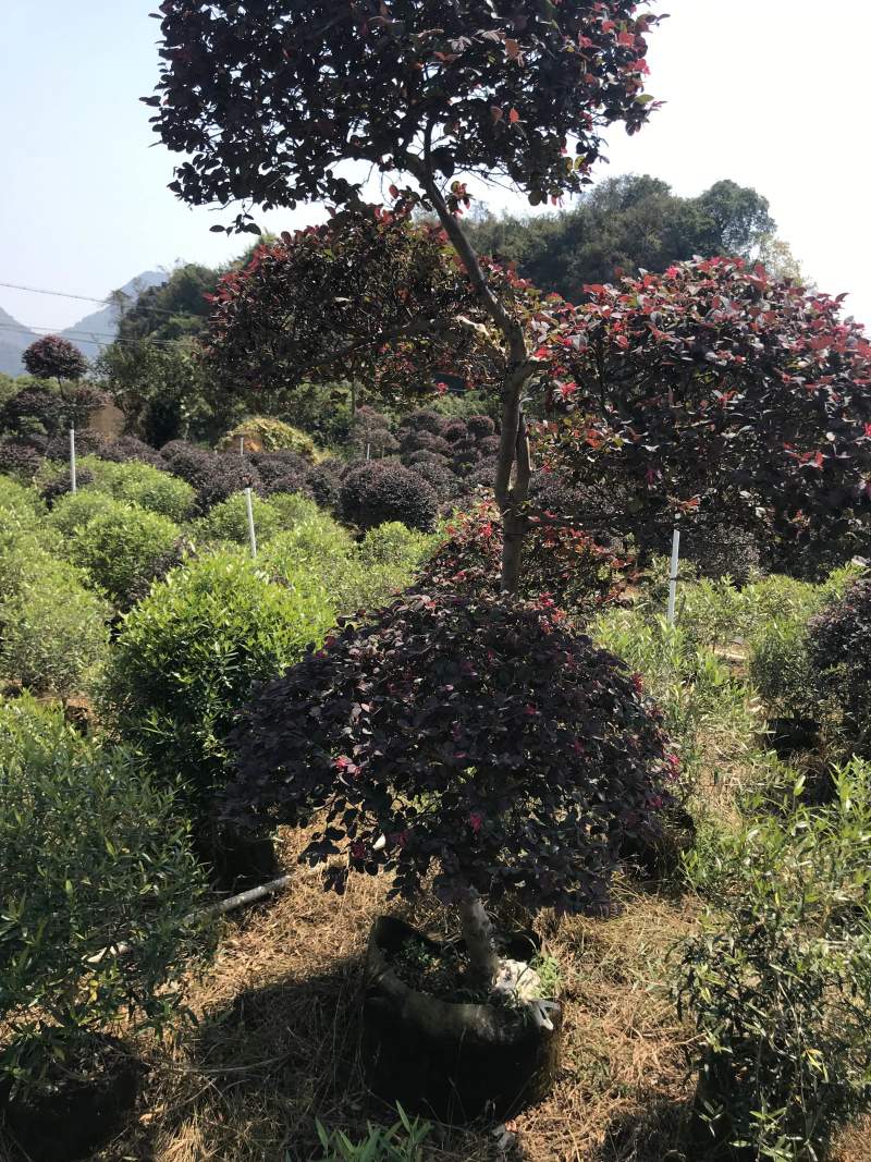 红继木造型布袋苗，大量供应，需要请面议详谈
