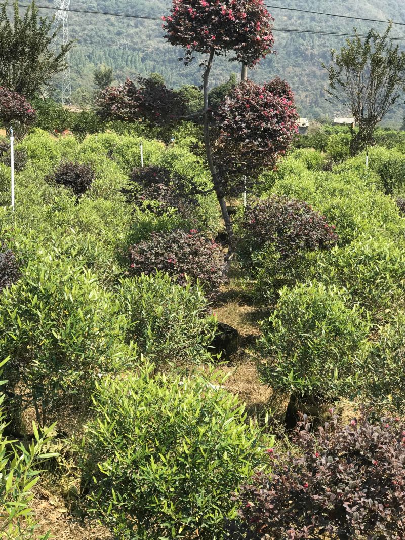 红继木造型布袋苗，大量供应，需要请面议详谈