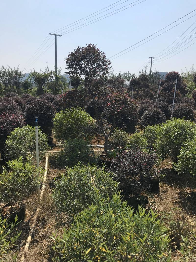 红继木造型布袋苗，大量供应，需要请面议详谈