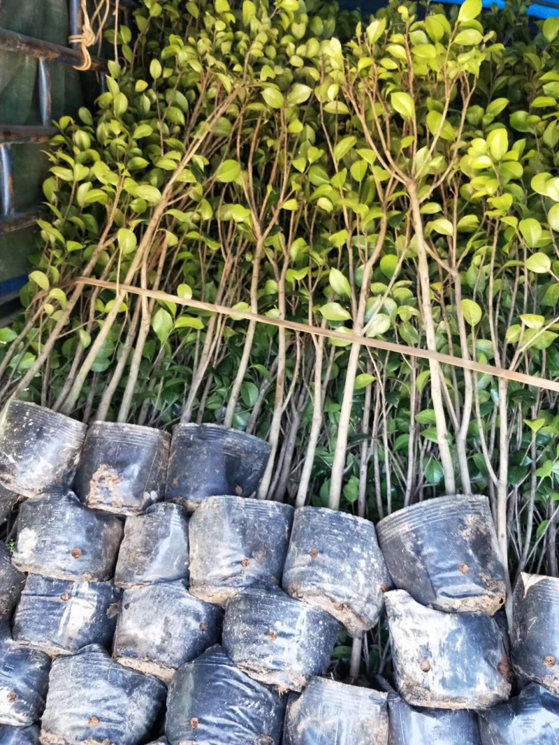 茶花杯苗，大小都有，面议详谈