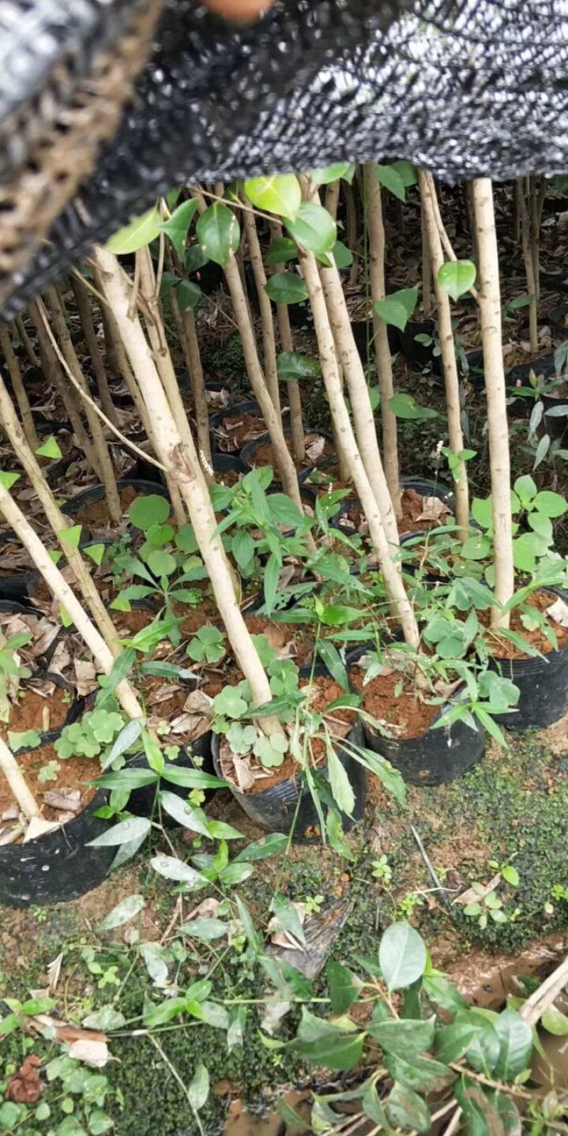 茶花杯苗，大小都有，面议详谈