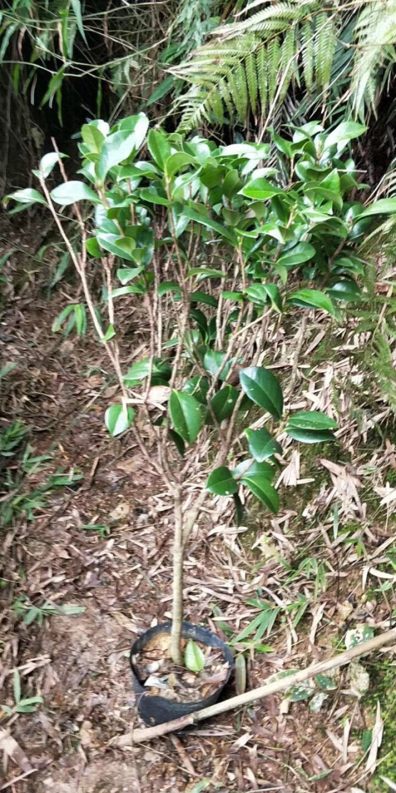 茶花杯苗，大小都有，面议详谈