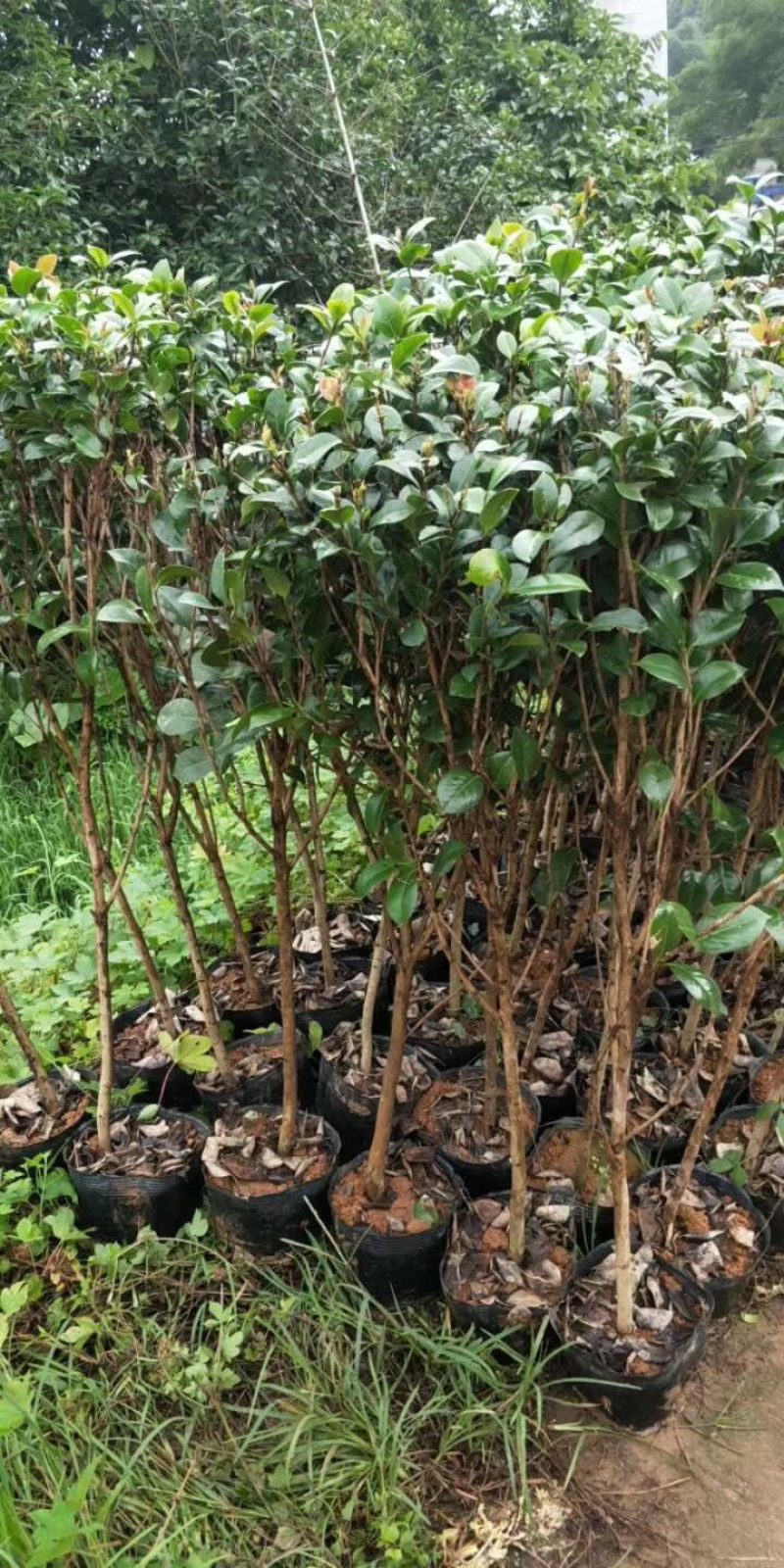 茶花杯苗，大小都有，面议详谈
