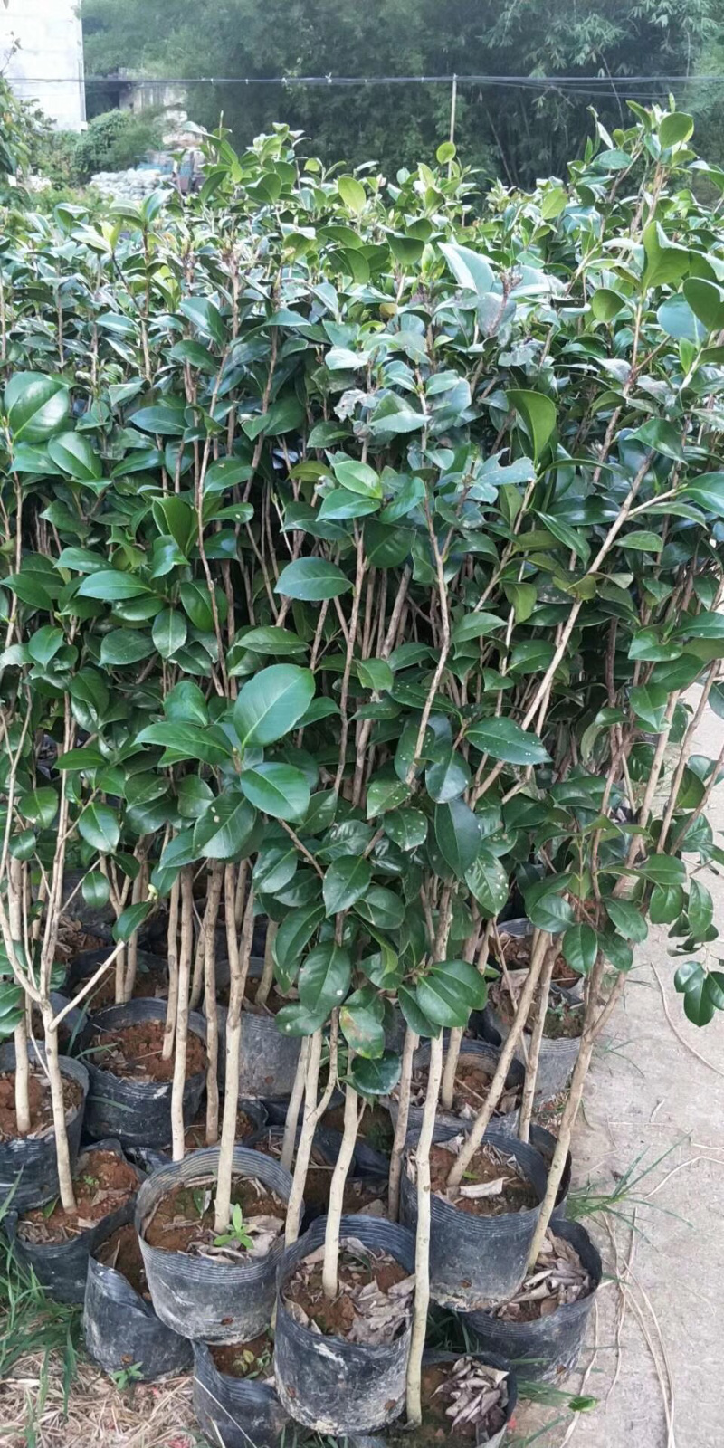 茶花杯苗，大小都有，面议详谈
