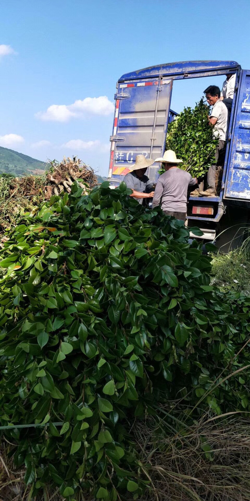 茶花杯苗，大小都有，面议详谈